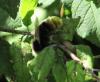Bombus lapidarius